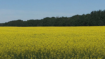 Canola field