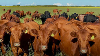 Cattle on pasture