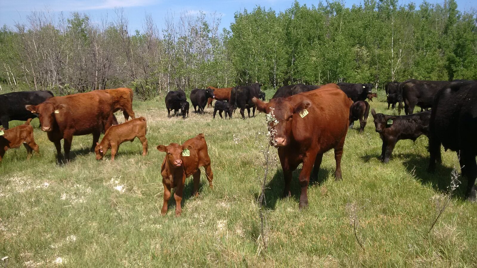 How many new babies can you spot?