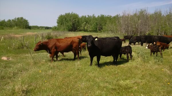 Cattle Spring 2015 2