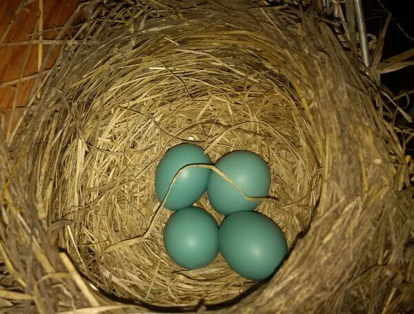 Robin Eggs Spring 2015 Cropped
