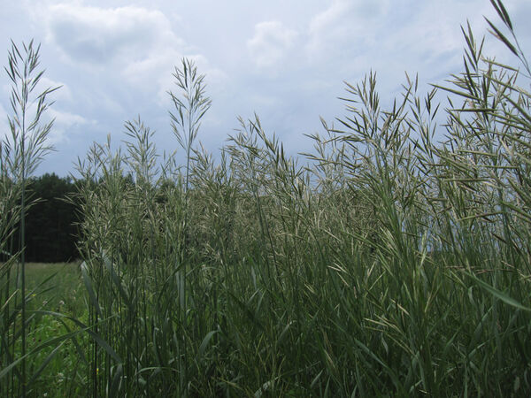 Brome Grass