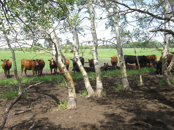 Cows In A Row