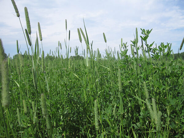Timothy Grass
